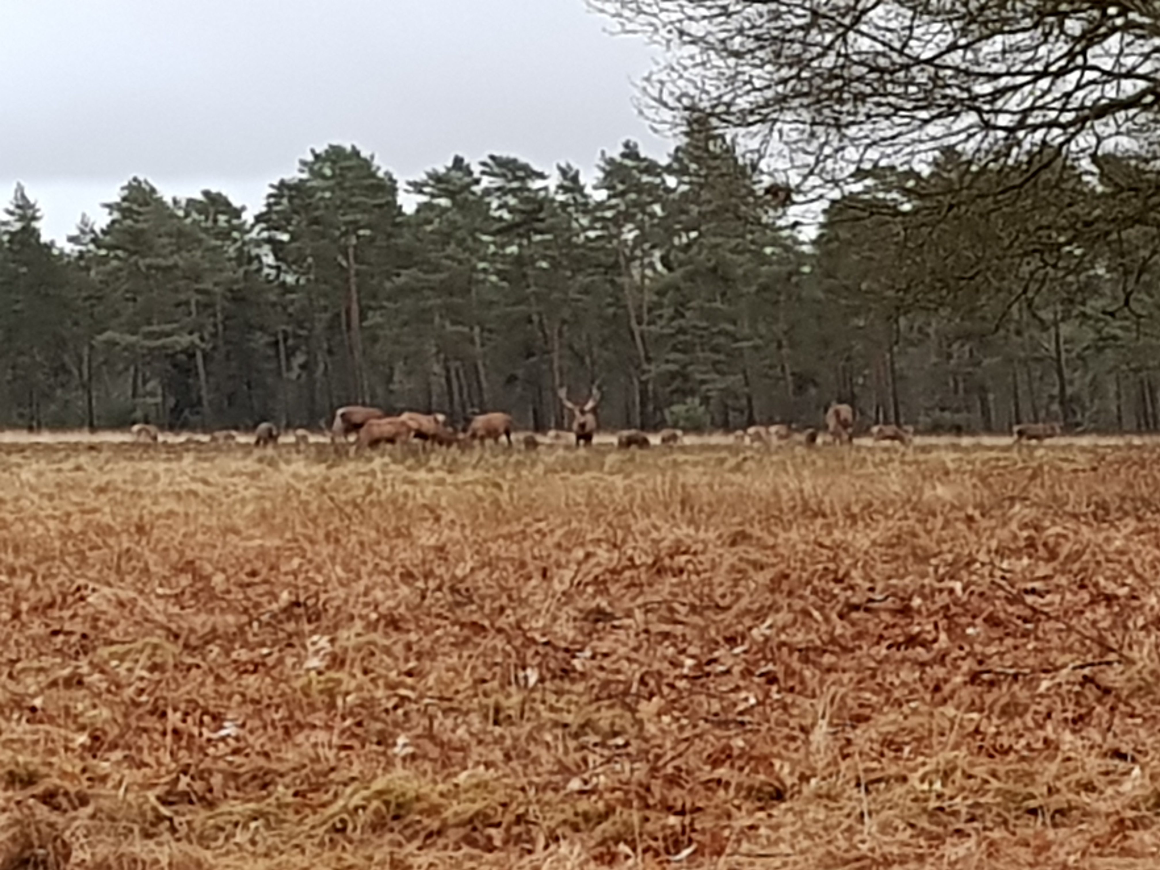 hoge veluwe