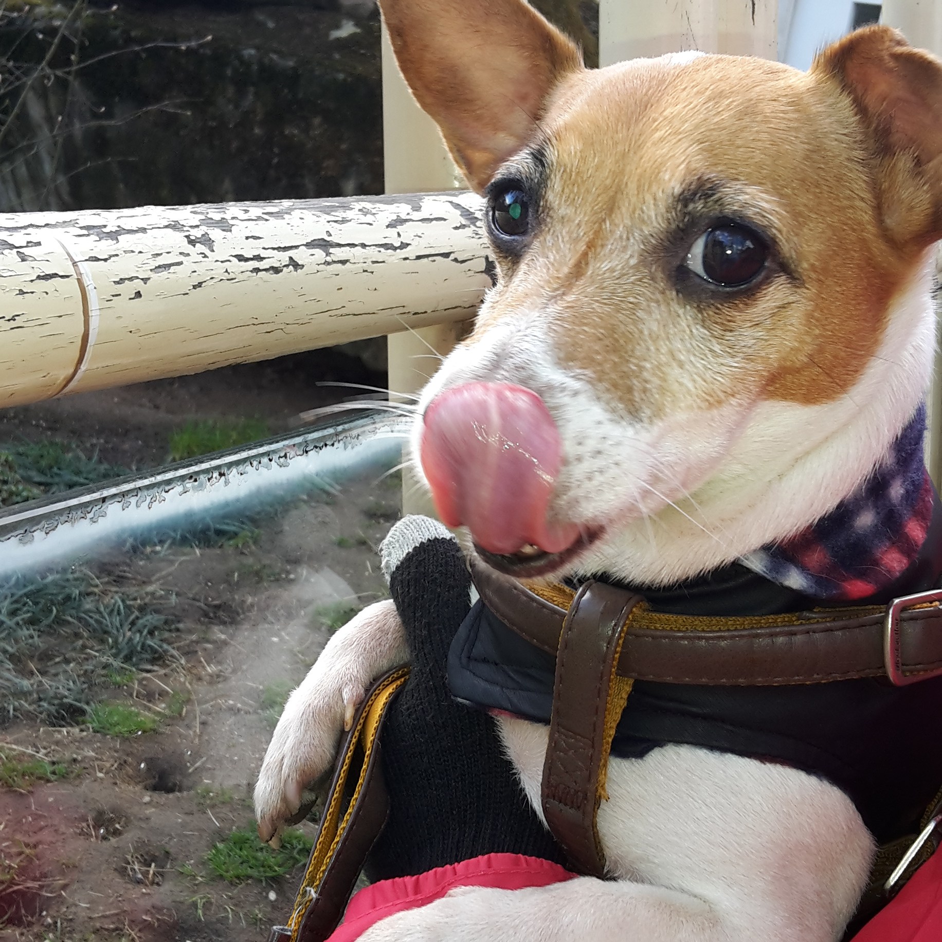 ouwehands dierenpark