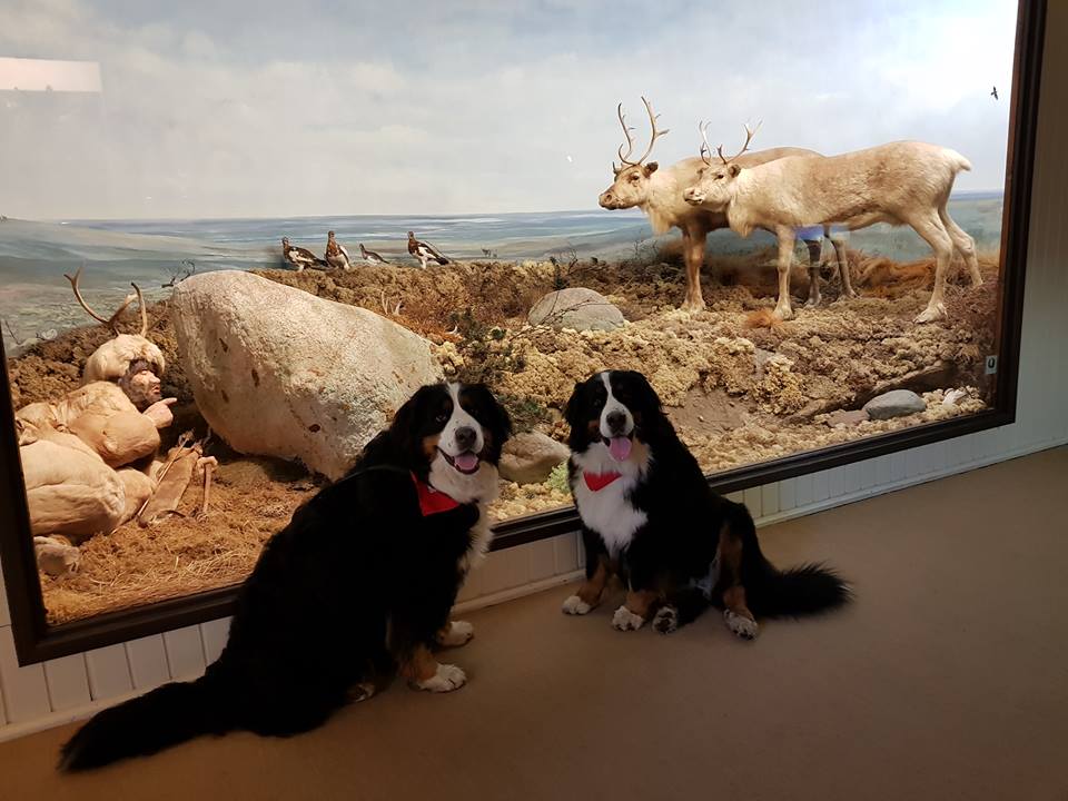 natuurdiorama holterberg