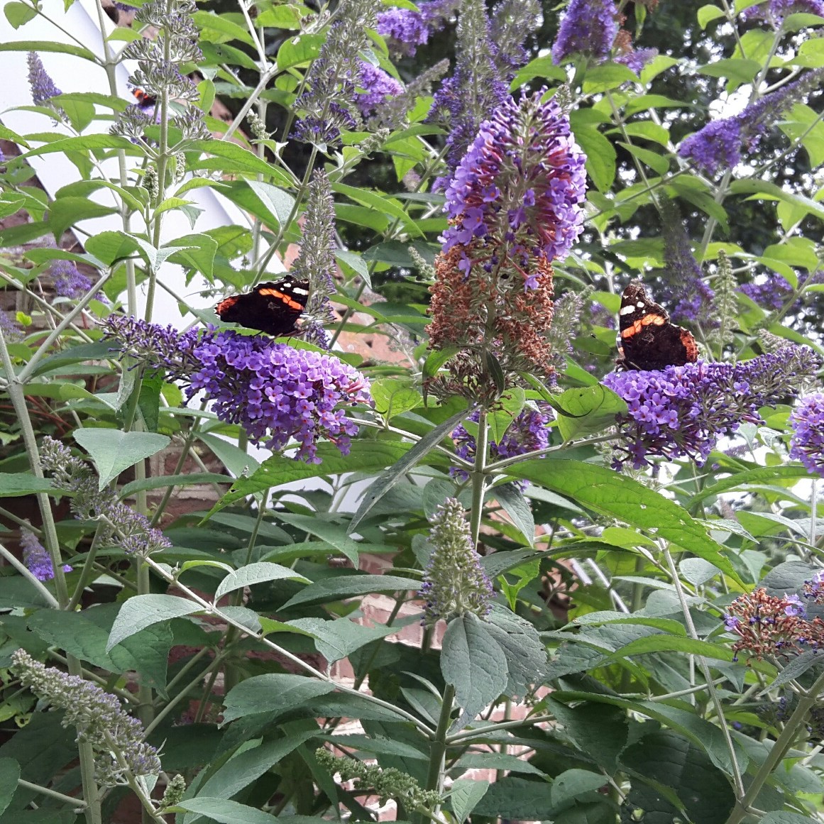 museumdorp orvelte terras