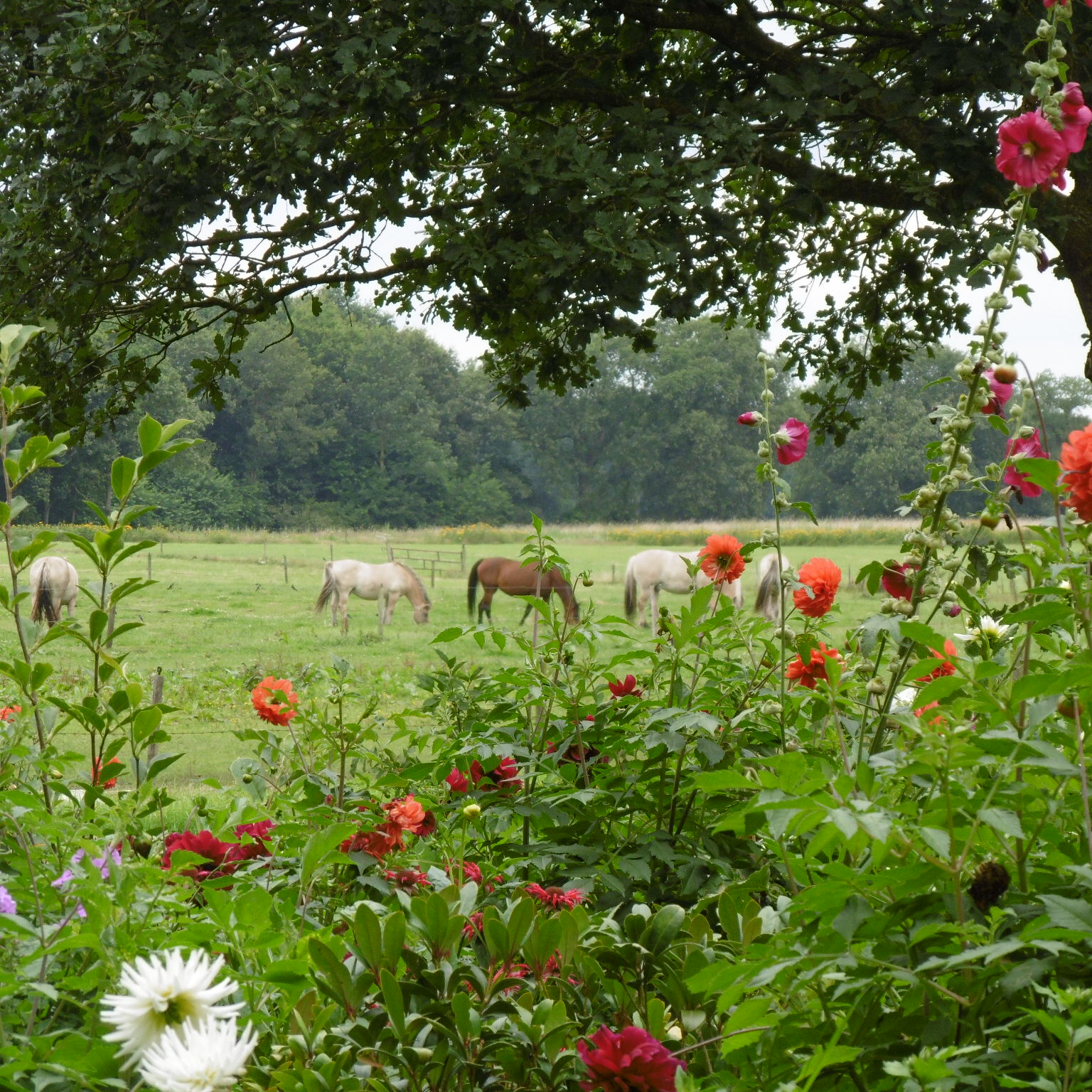 paarden in drenthe