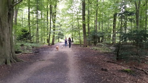 wandelen in het Amsterdamse bos