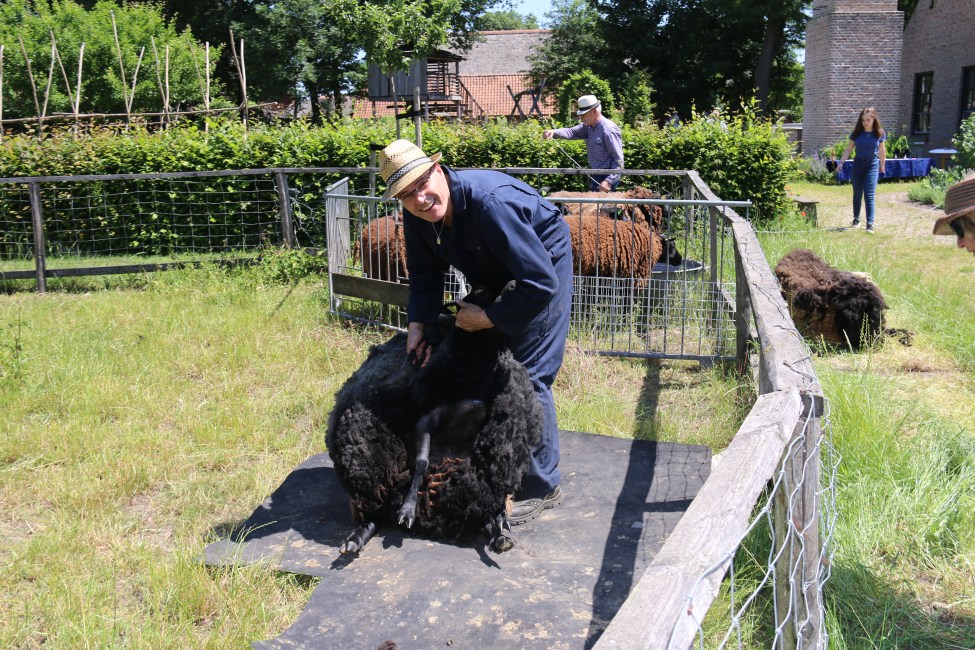 eynderhoof museum schapen scheren