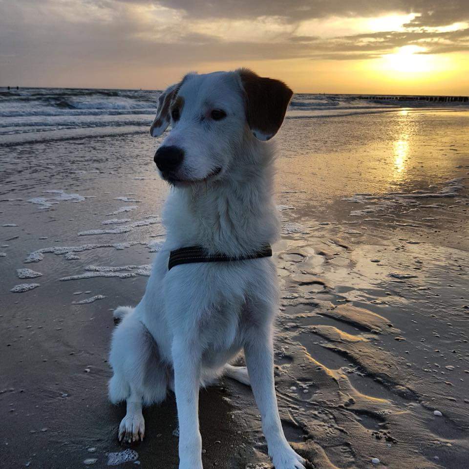 jullie viervoetertjes