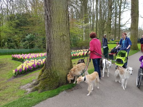 keukenhof hond mee