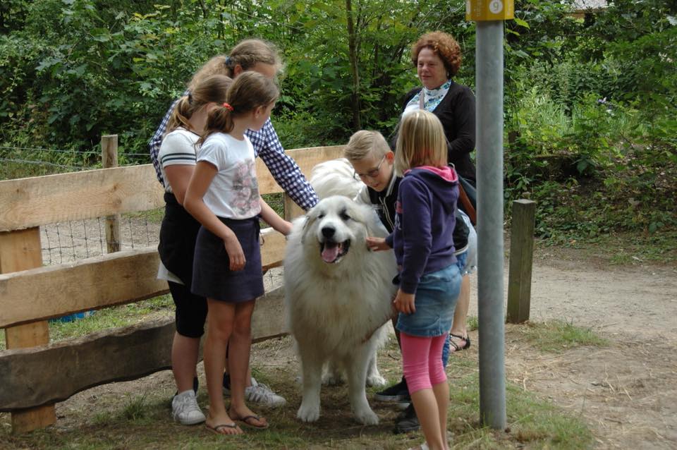 met de hond op vakantie