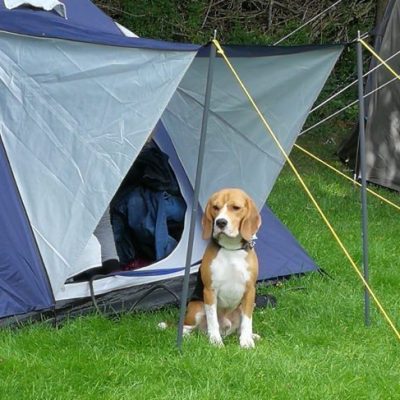 Wat neemt je hond mee op vakantie?