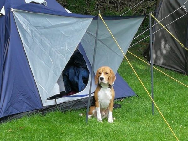Wat neemt je hond mee op vakantie?