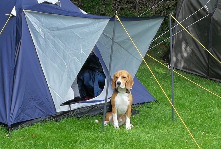 met de hond op vakantie kamperenmet de hond op vakantie kamperen