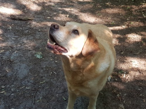 viervoetervriendelijk labrador in het bos