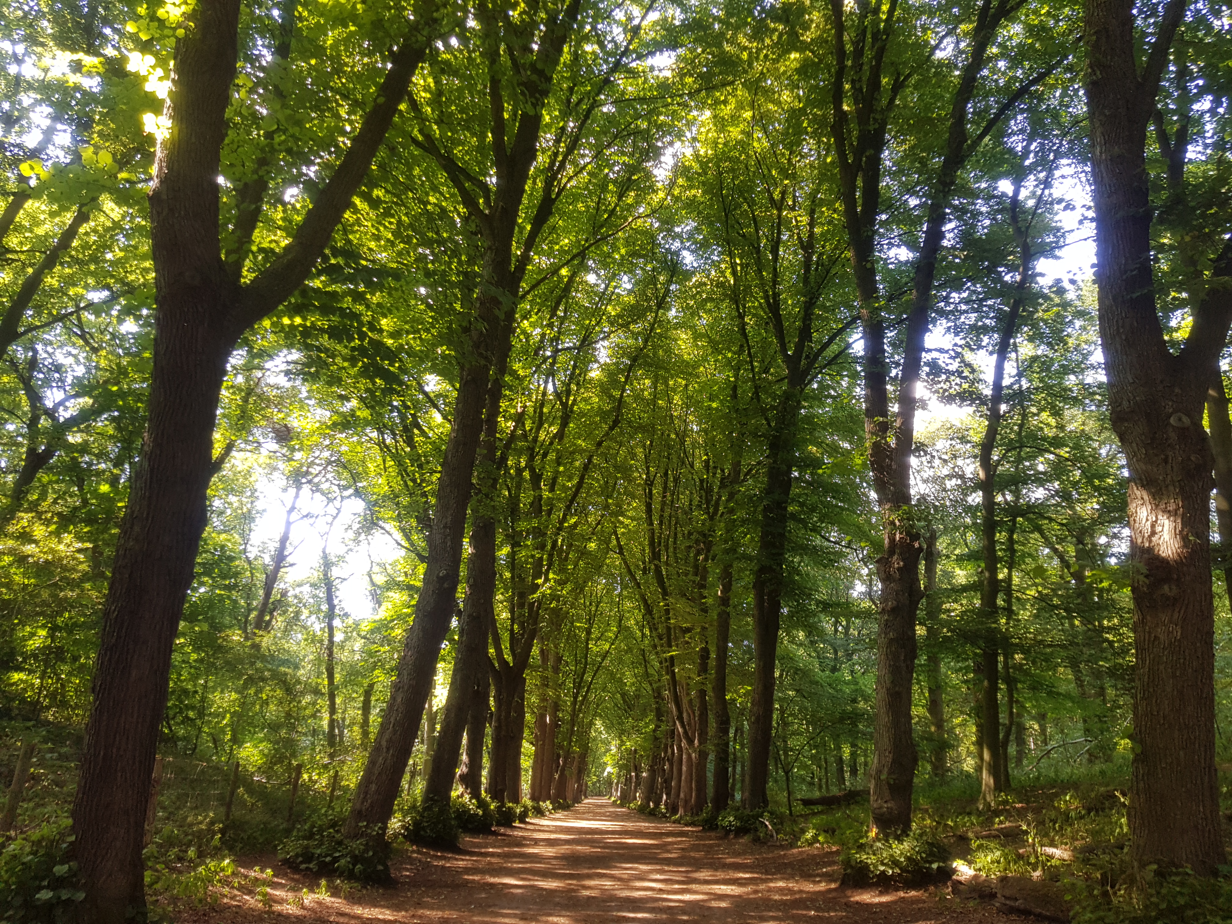viervoetervriendelijk wandel app