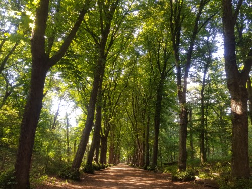 viervoetervriendelijk wandel app