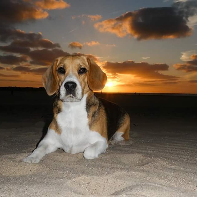 hond bij zonsondergang