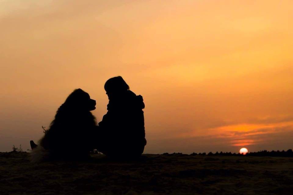 hond bij zonsondergang