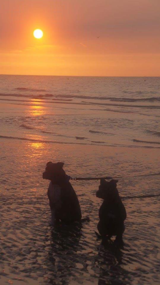 viervoetervriendelijk