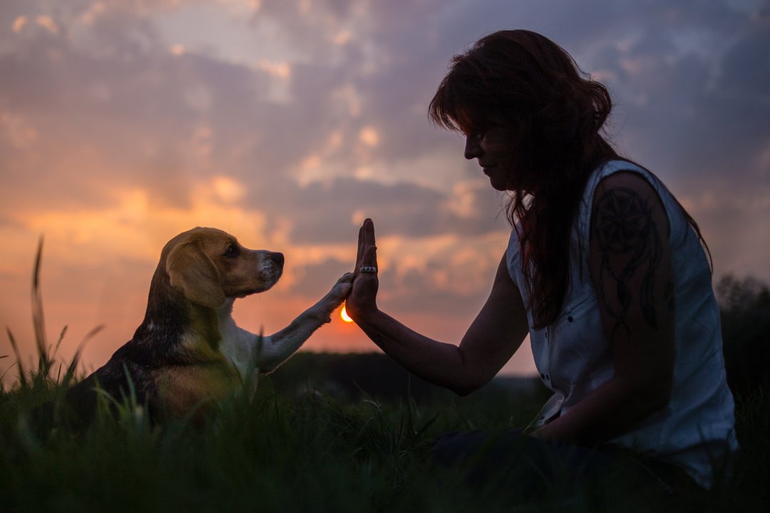 hond bij zonsondergang