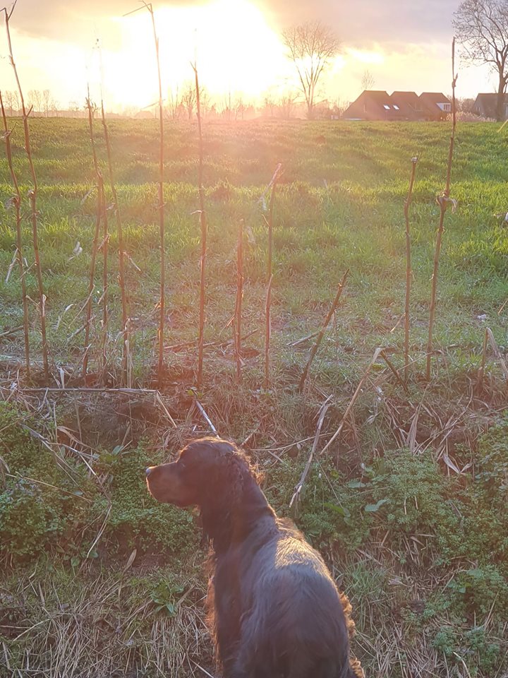 hond bij zonsondergang