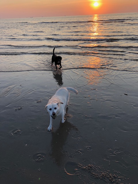 2 honden zonsondergang