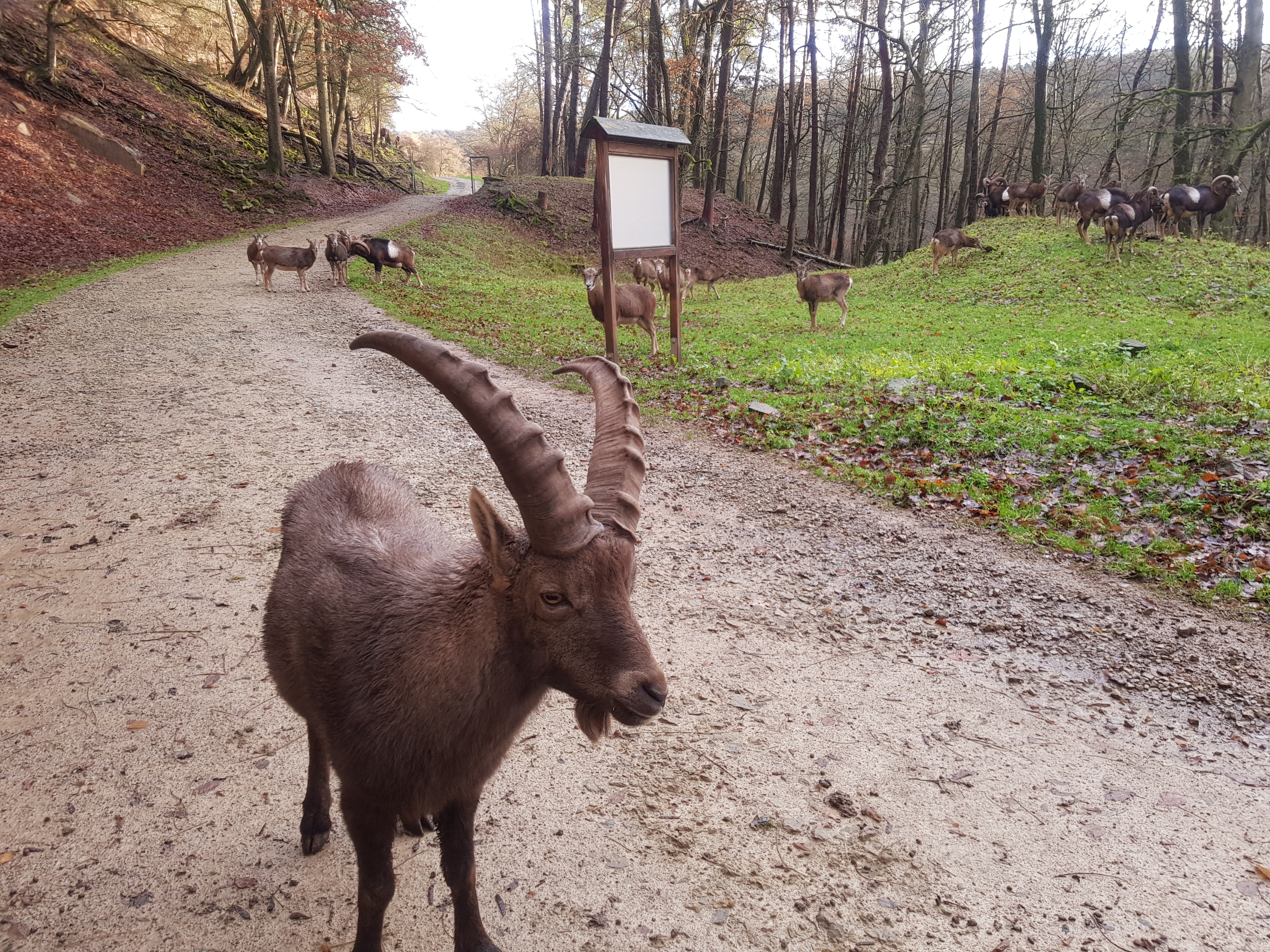 Eifefpark viervoetervriendelijk