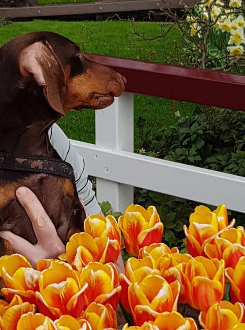 keukenhof hond teckel