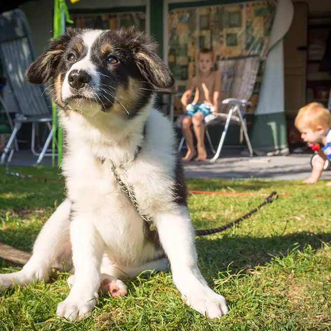 hond mee kamperen De Krim