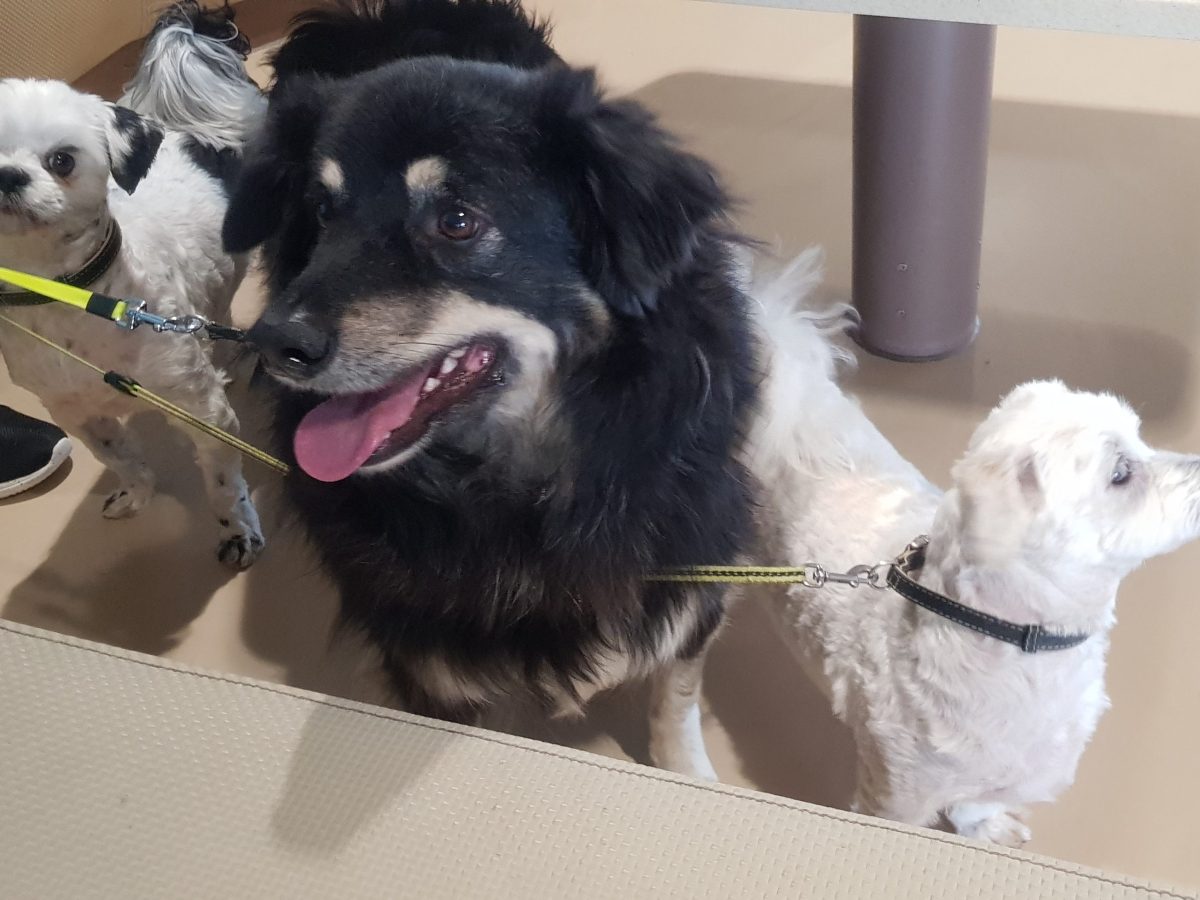 Gedragsregels voor viervoeterbaasjes