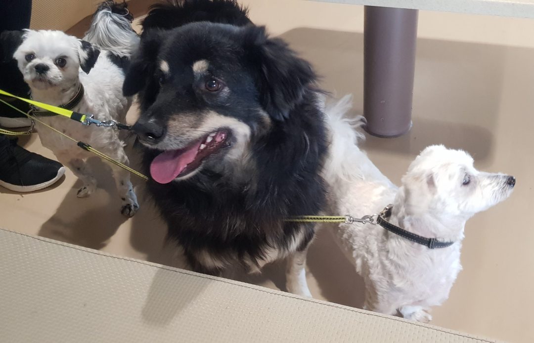 honden op de boot naar texel
