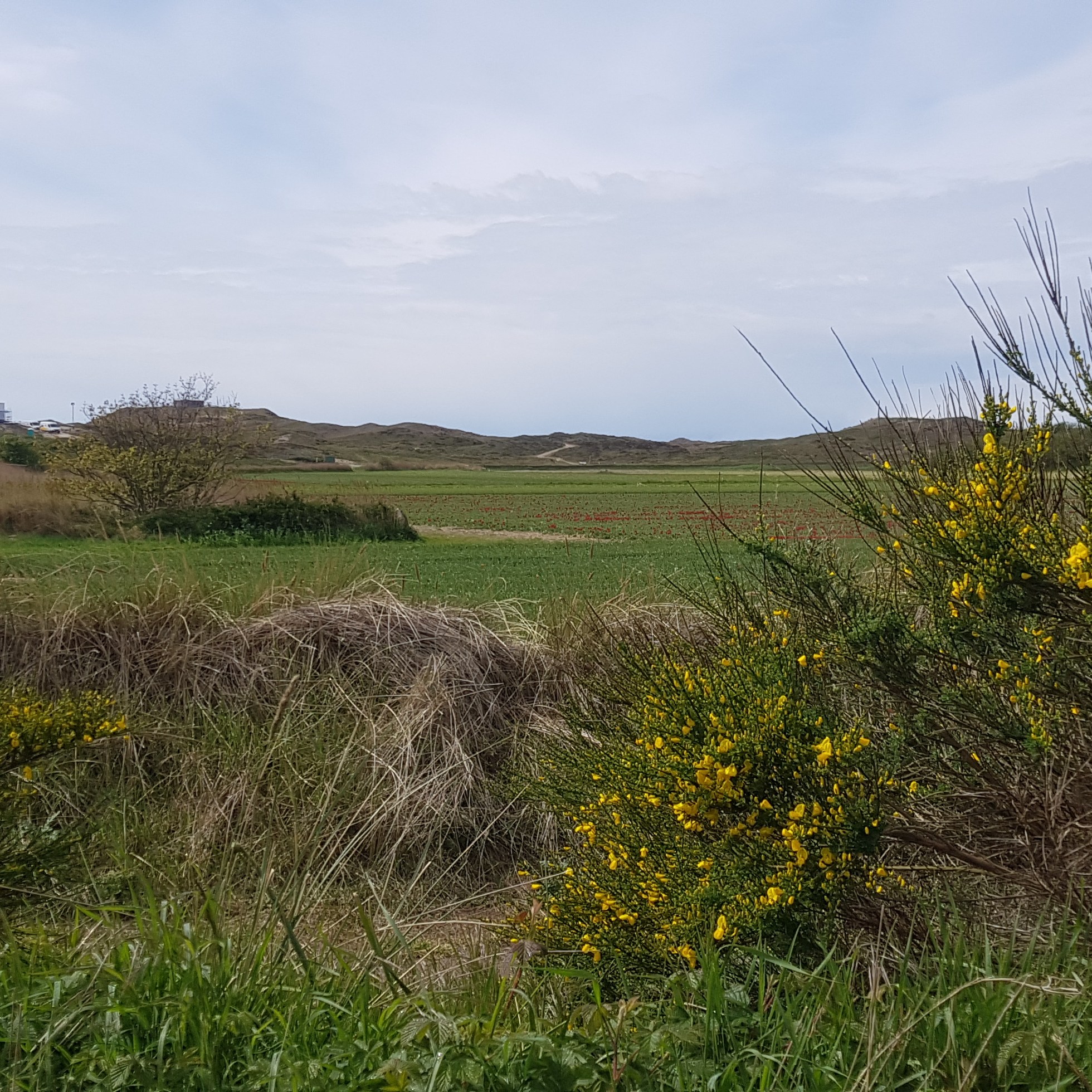 duinwandeling camping loodsmansduin texel