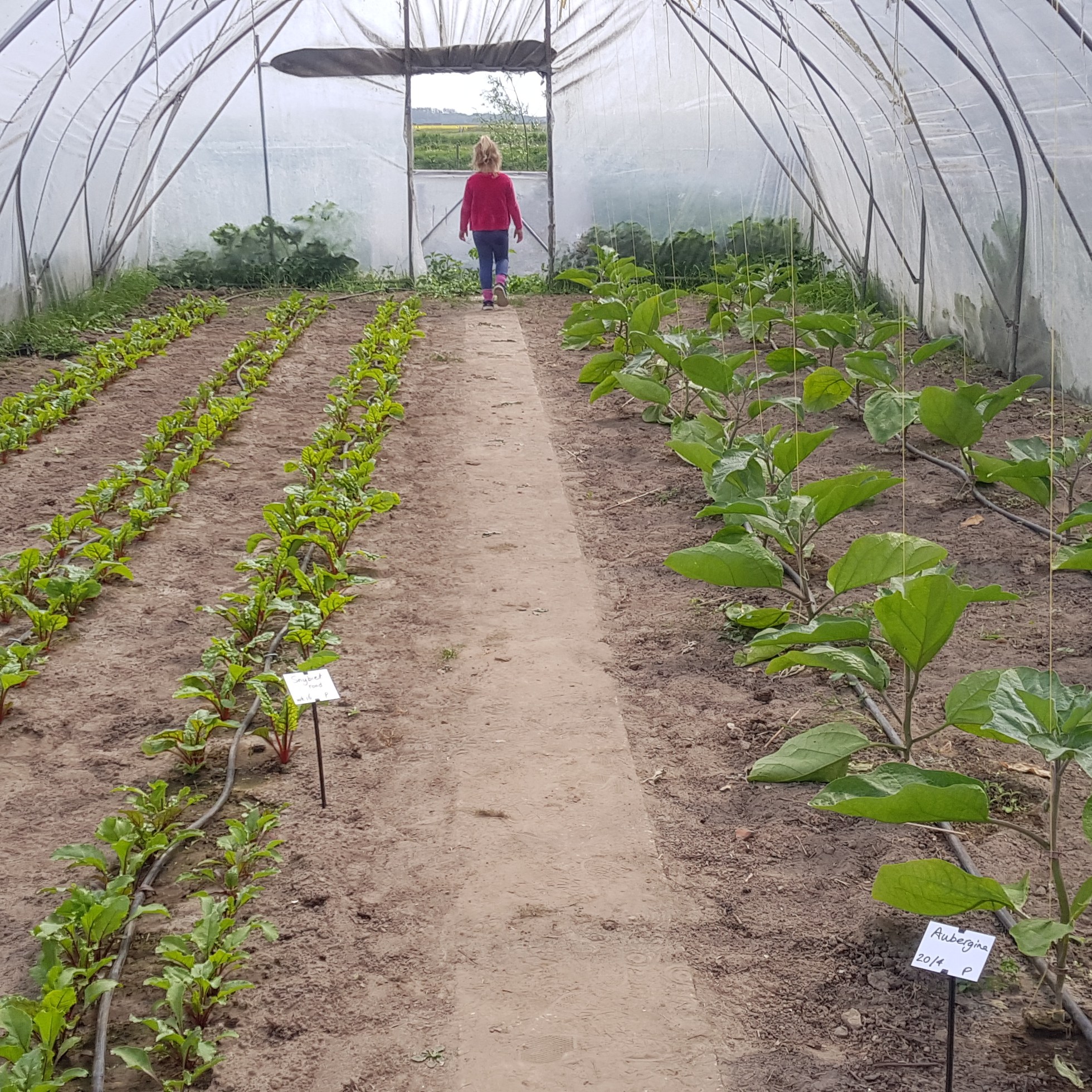 novalis boerderij texel