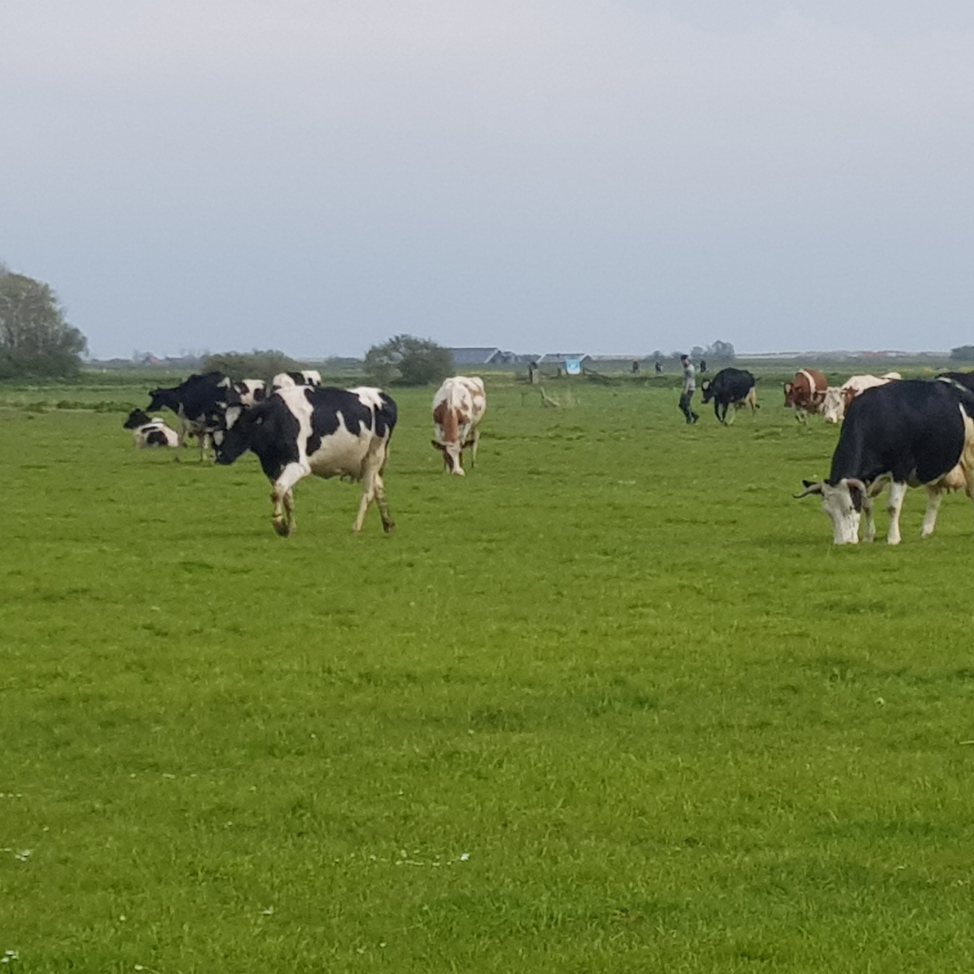 koeien novalis boerderij texel