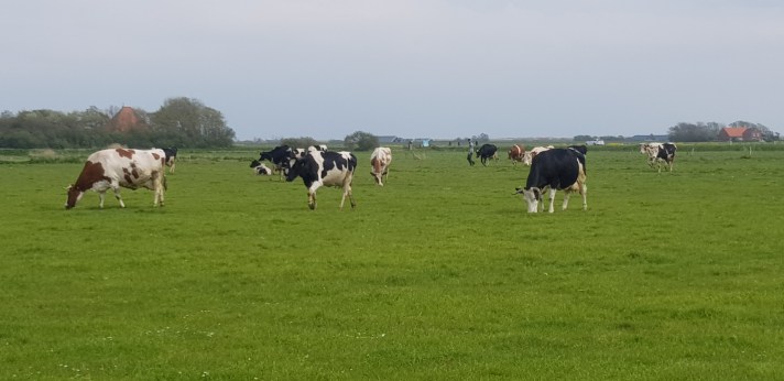 koeien novalis boerderij texel