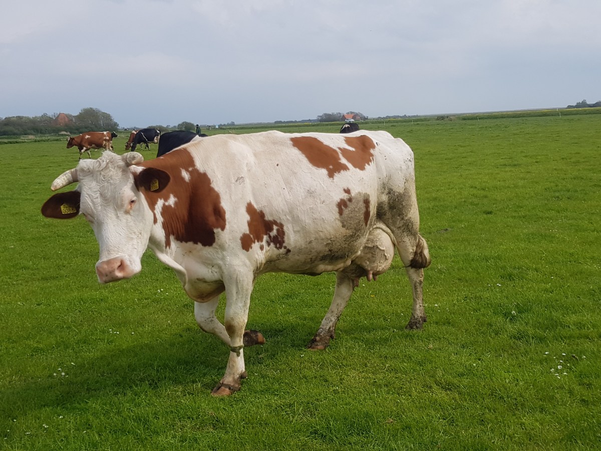 Kamperen bij Loodsmansduin – Texel