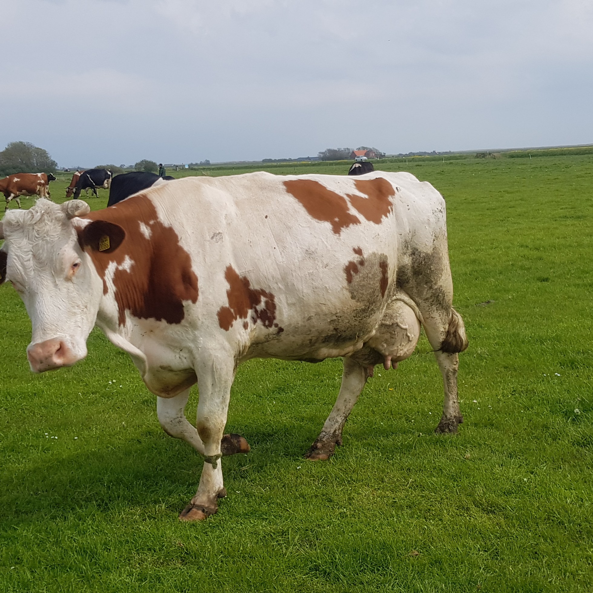 koeien bij novalishoeve texel
