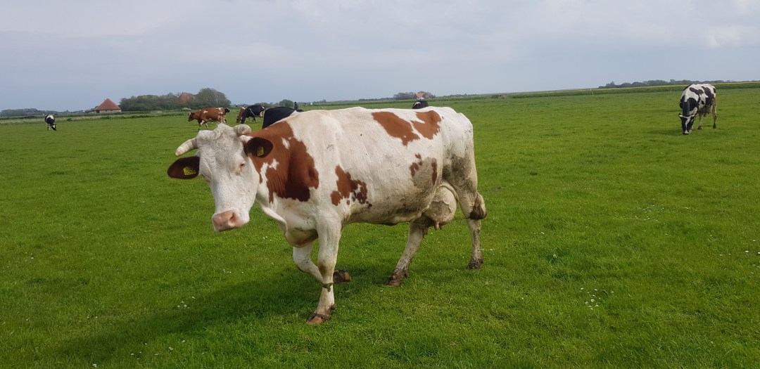 koeien bij novalishoeve texel
