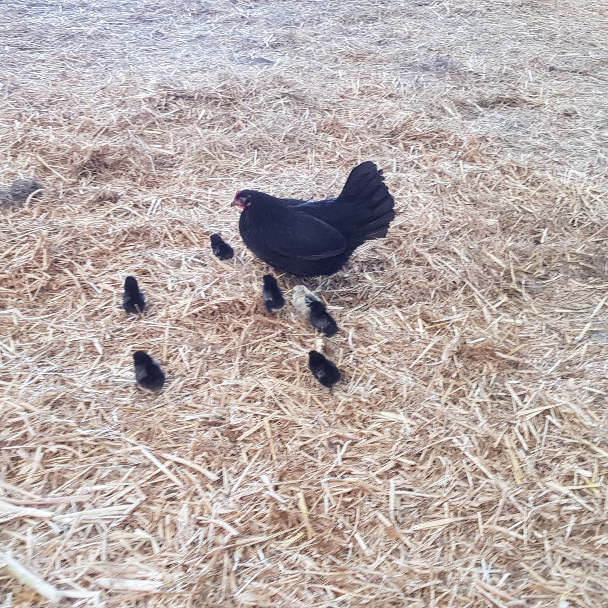 novalis boerderij texel