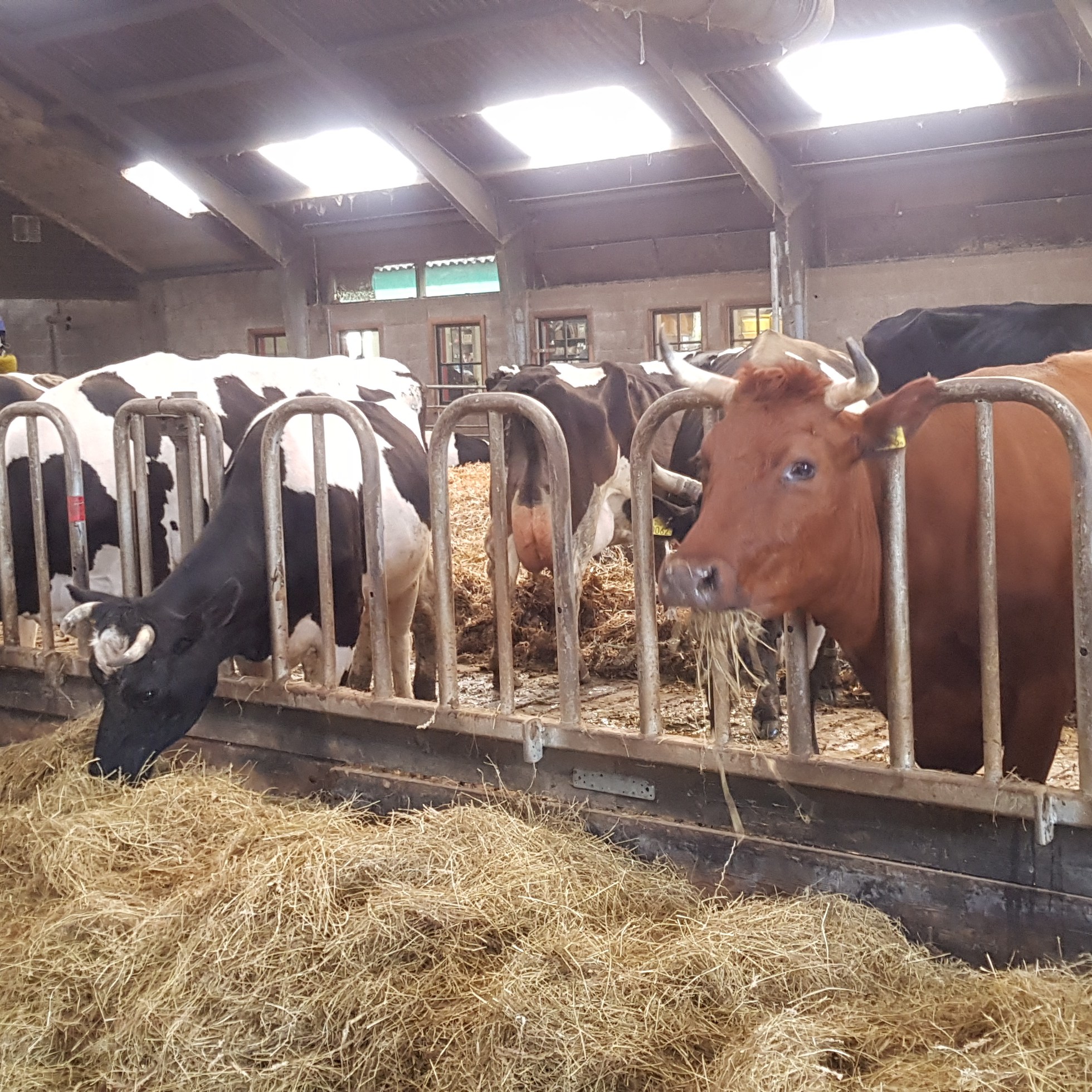 koeien in de stal novalishoeve texel