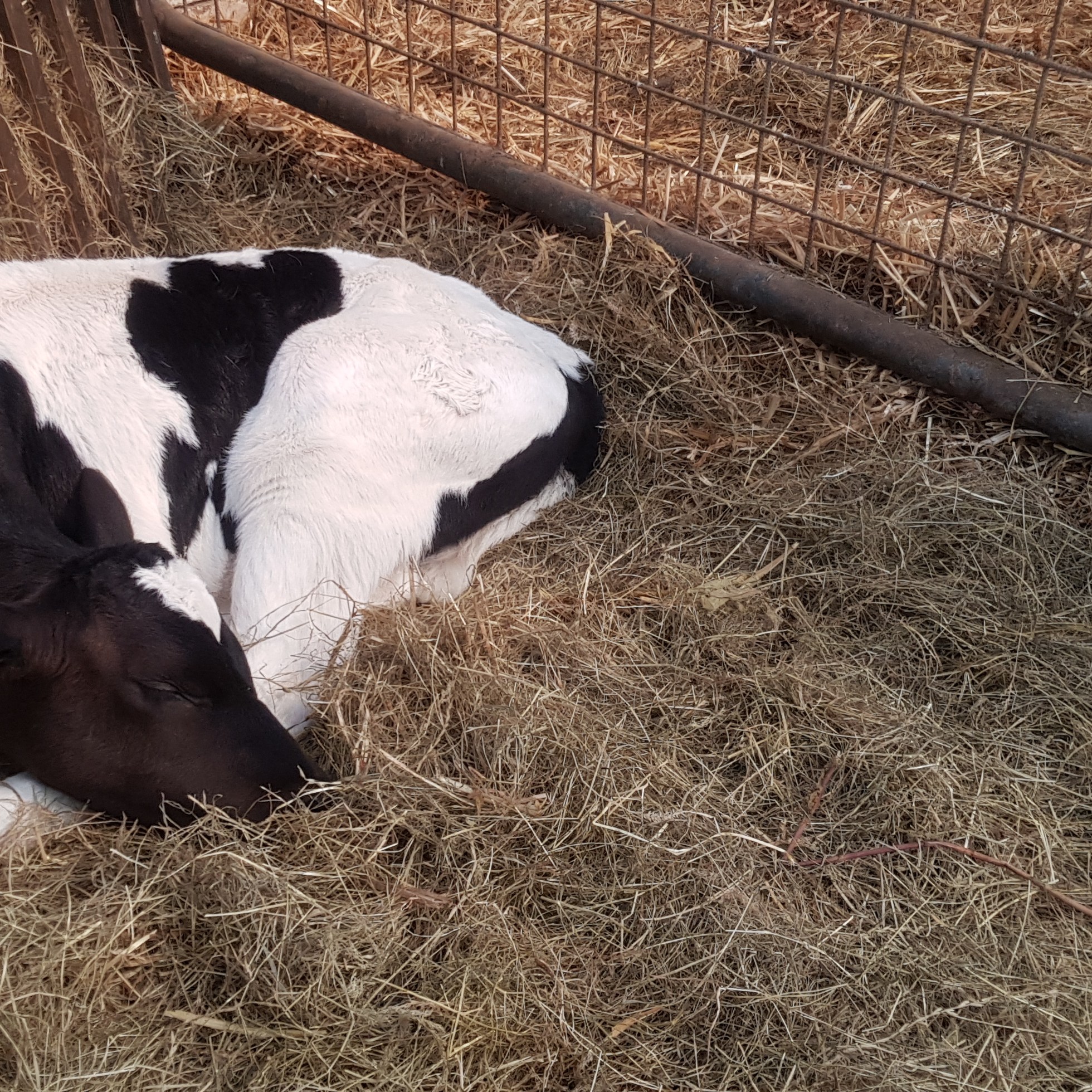 kalfje op de boerderij novalishoeve