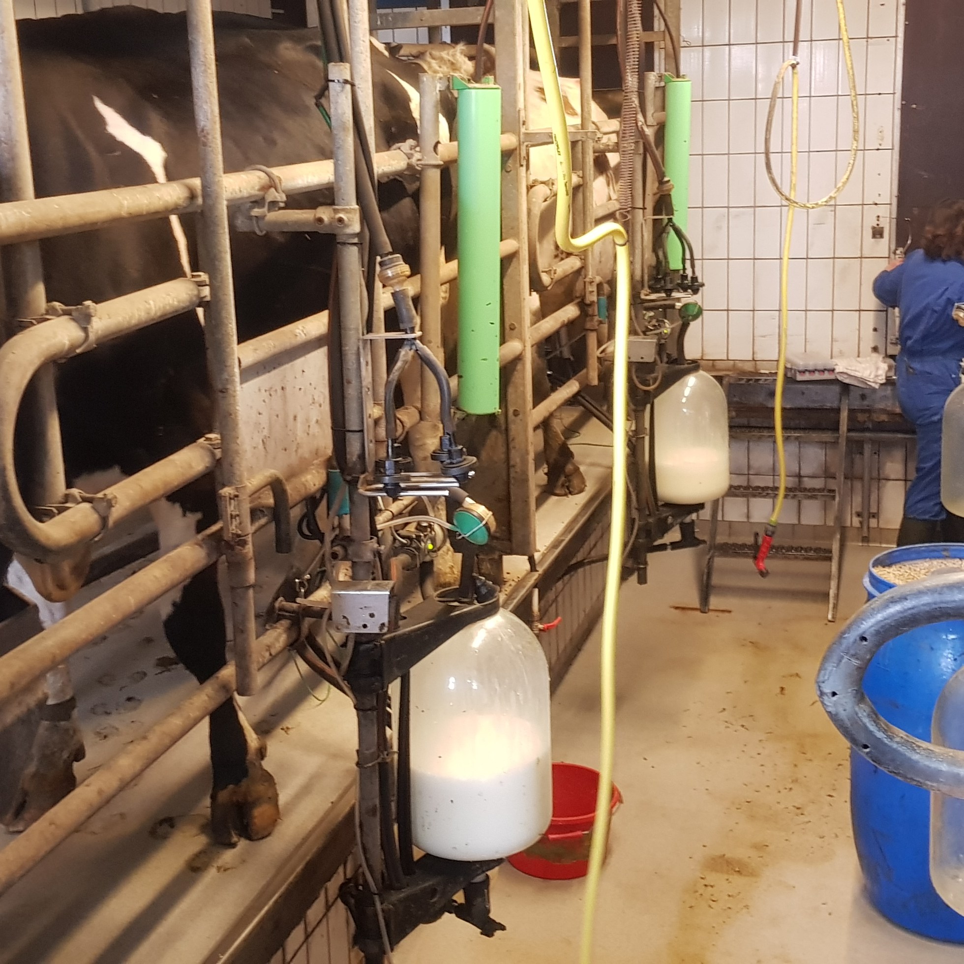 koeien melken novalishoeve