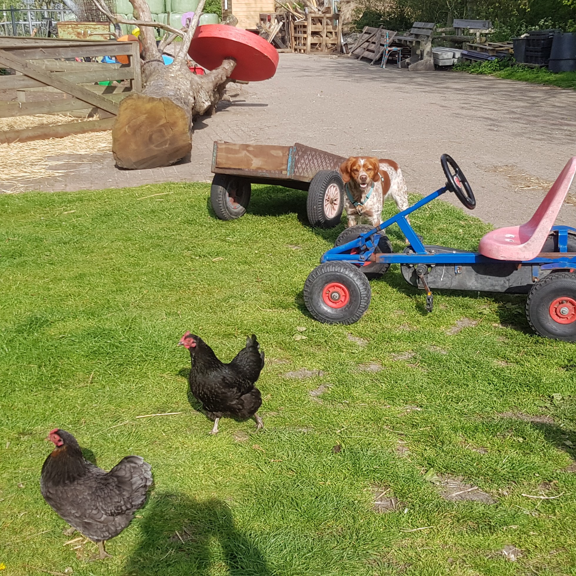 boerderijhond novalishoeve texel