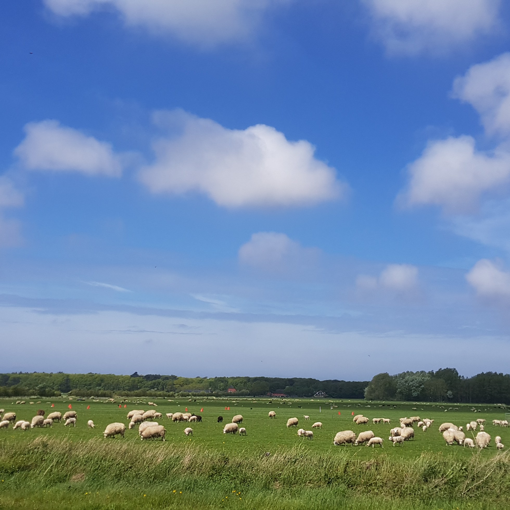 Texel schapen en wolken