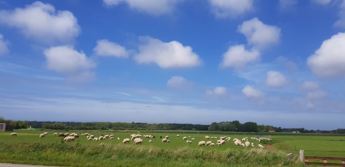 Texel schapen en wolken