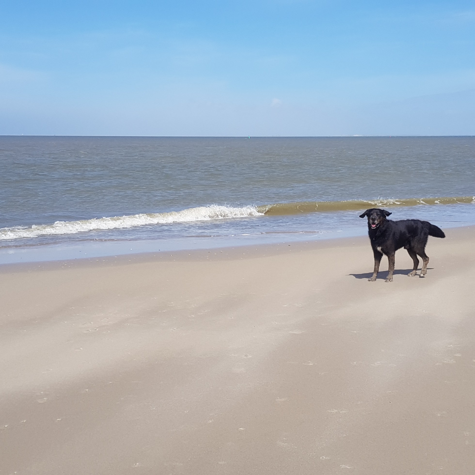 strand texel hond