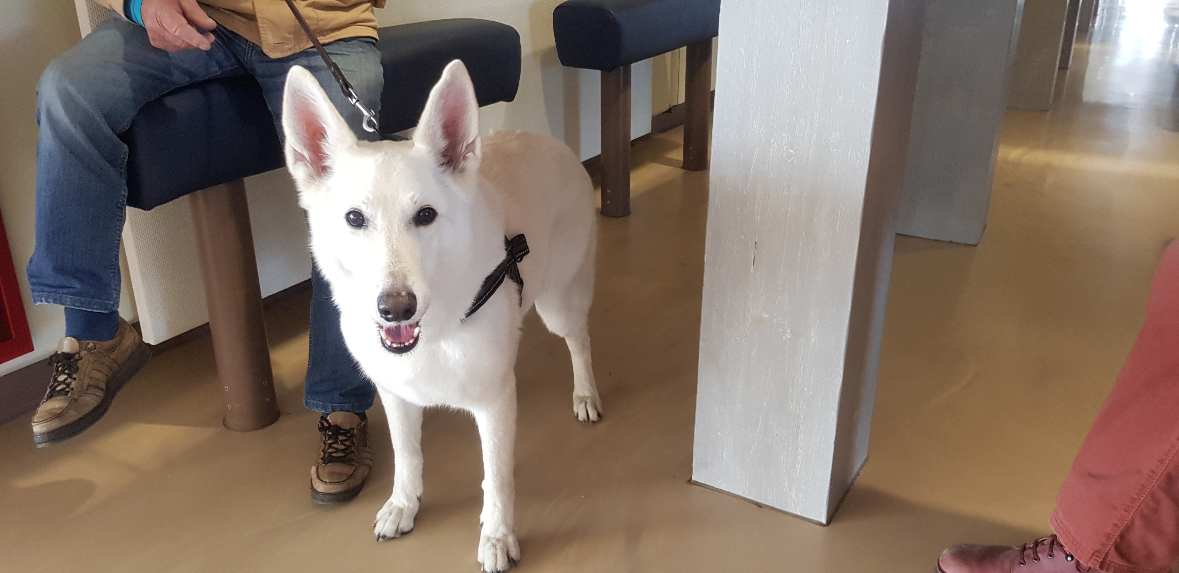 honden op de boot naar texel