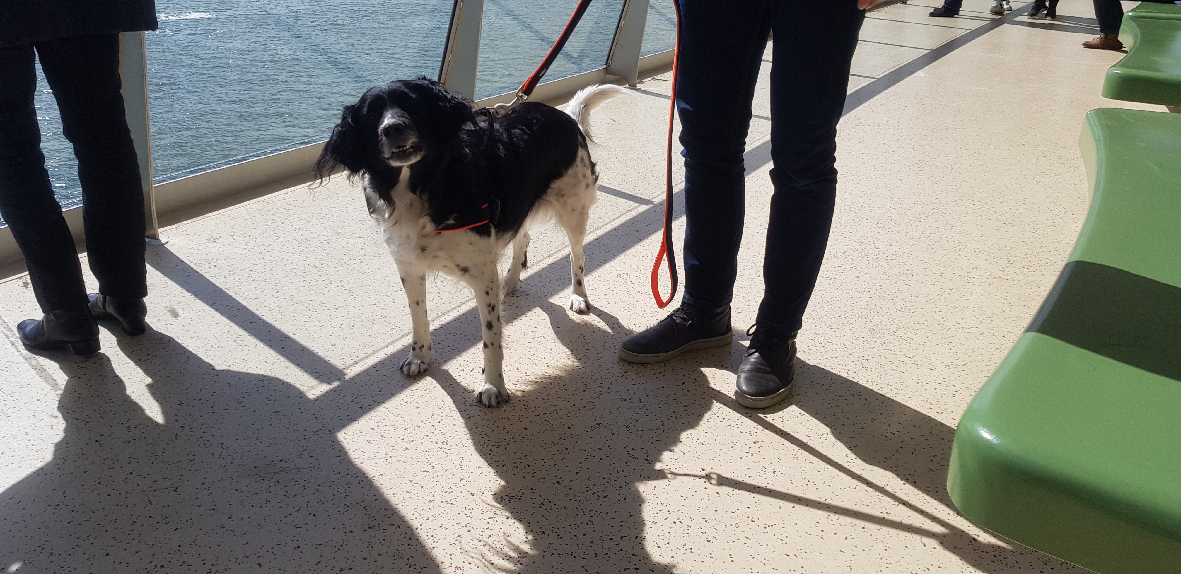 honden op de boot naar texel