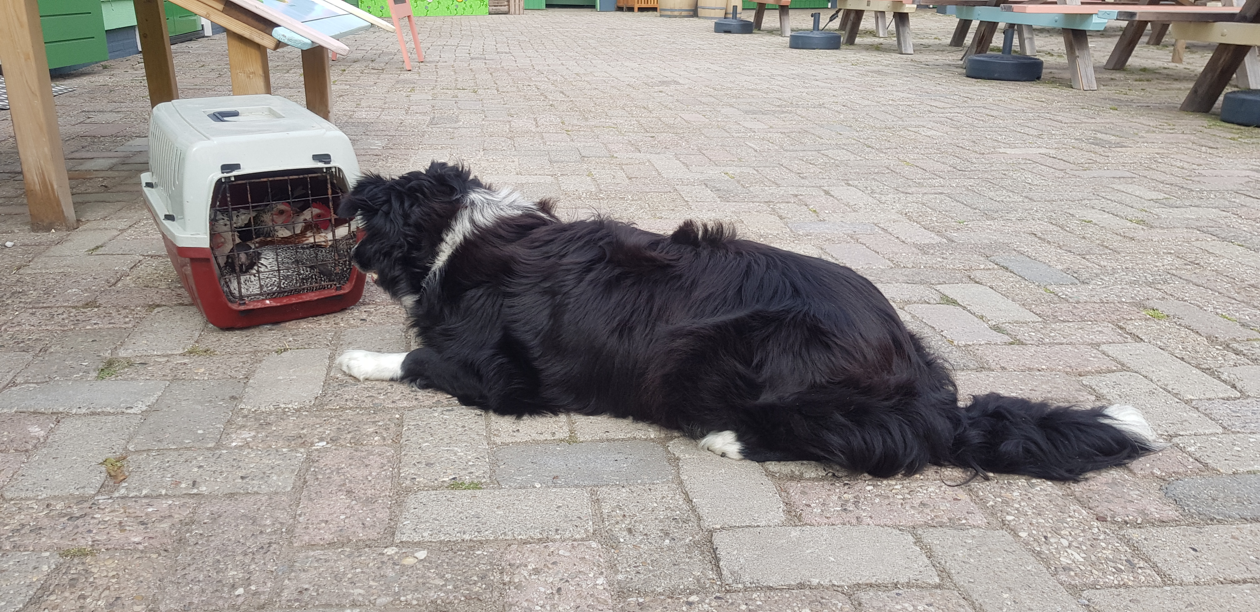 Avonturenboerderij Molenwaard