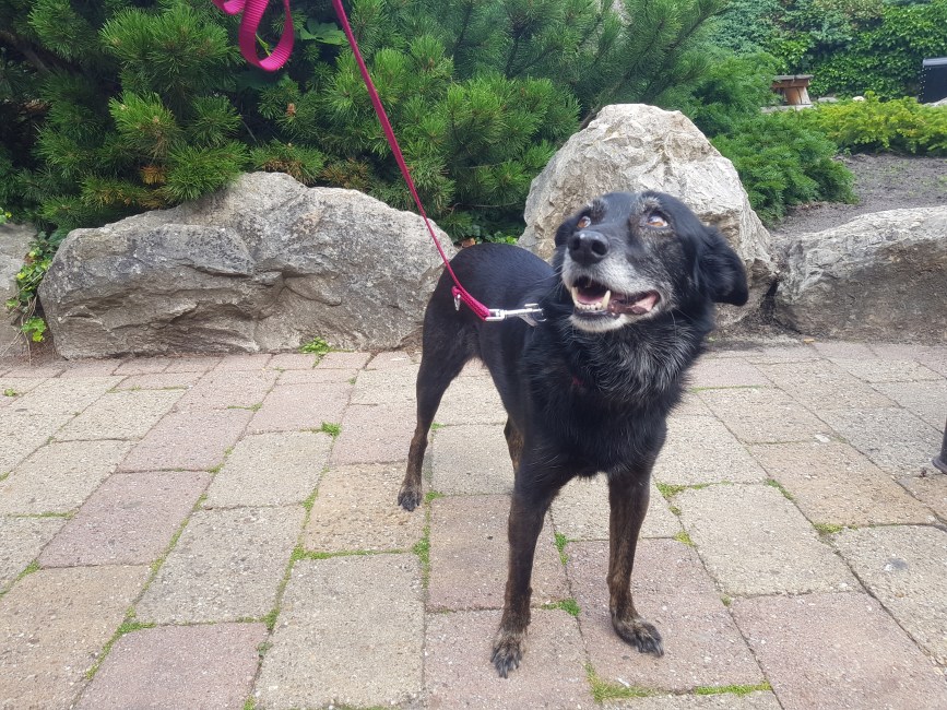 slagharen dagje weg hond mee