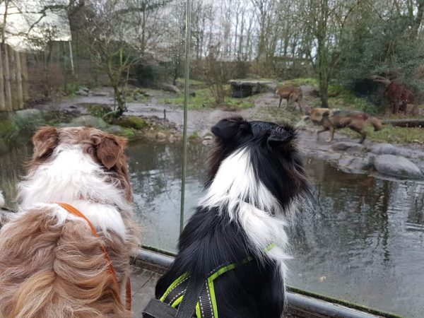 ouwehands dierentuin met hond