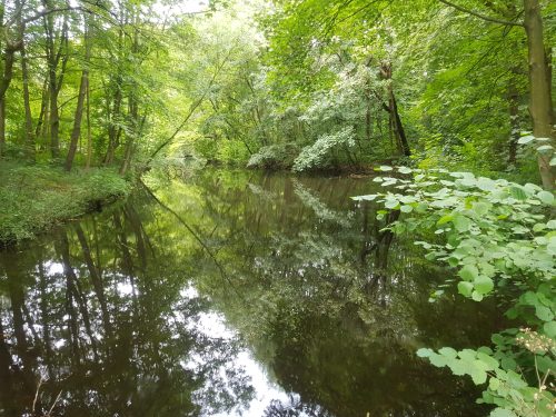 Amsterdamse bos viervoetervriendelijk