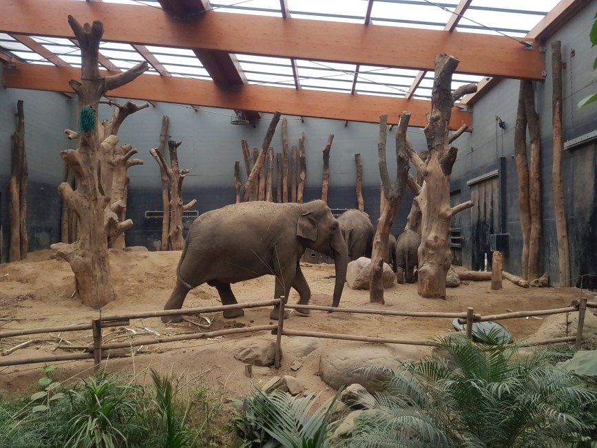 Dierenpark Amersfoort dagje weg hond mee