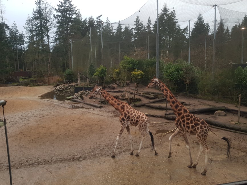 Dierenpark Amersfoort dagje weg hond mee